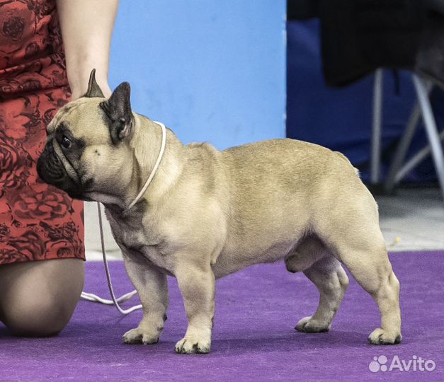 Французский бульдог кабель вязка Чемпион