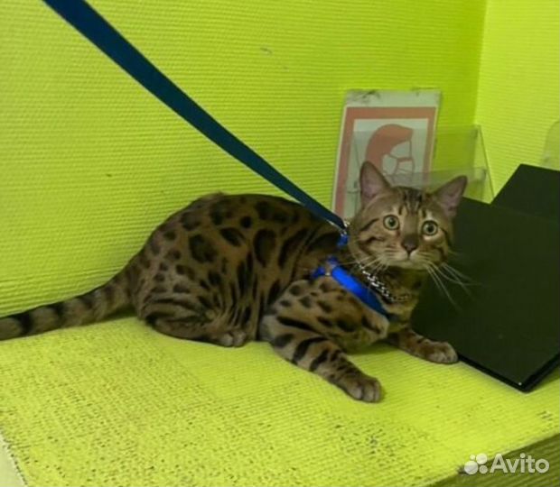 Бенгальская