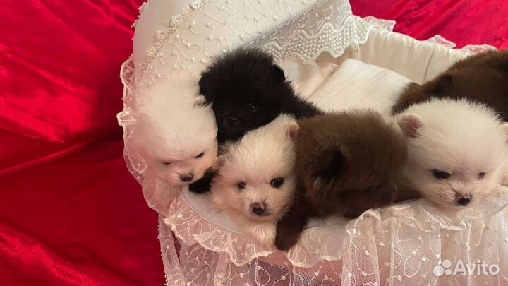 Шпицы мишки мини