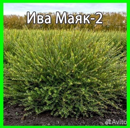 Ива 