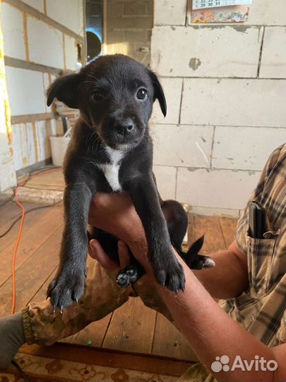 Отдам щенков от маленькой собачки