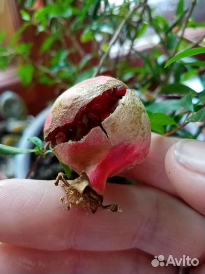 Отростки с корнями, гранатового дереваца