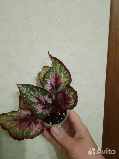 Бегония декоративно лиственная