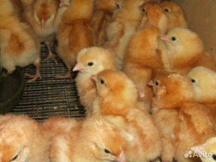 Курочки суточные Ломан браун (без петушков)