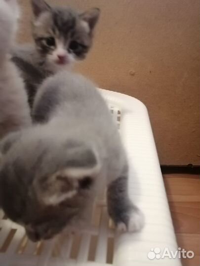 Отдам котят