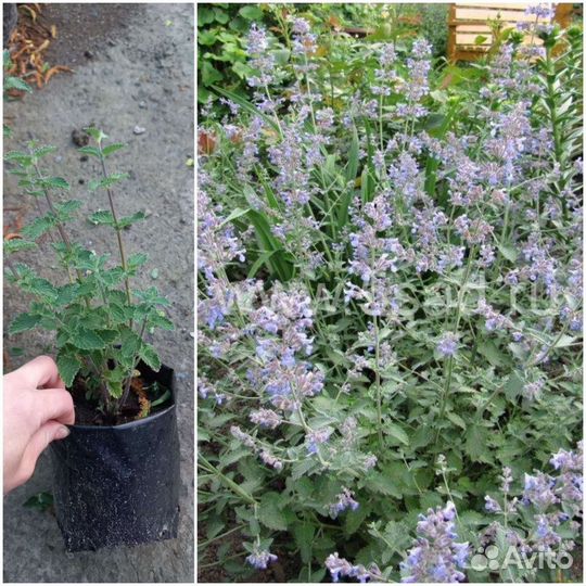 Вероника, Котовник Фассена Вербейник Александр