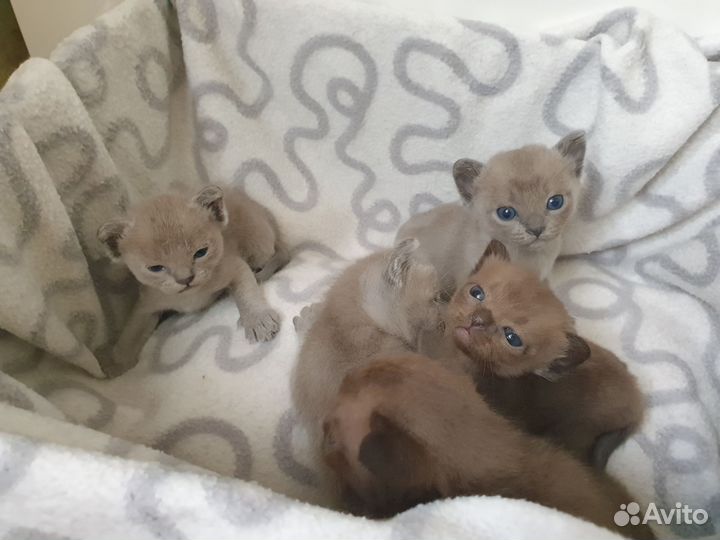 Бурманские котята