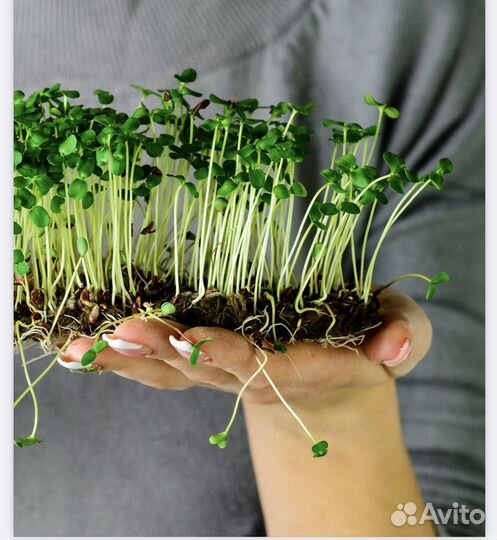 Проращиватель для микрозелени