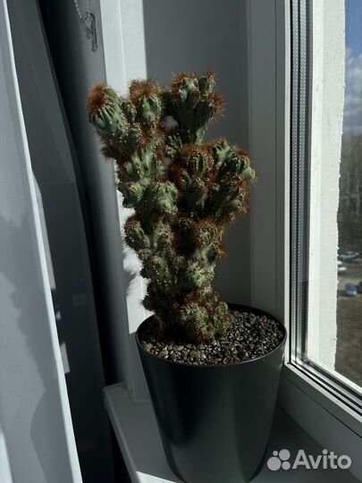 Cereus peruvianus monstrosis Кактус цереус рыжий