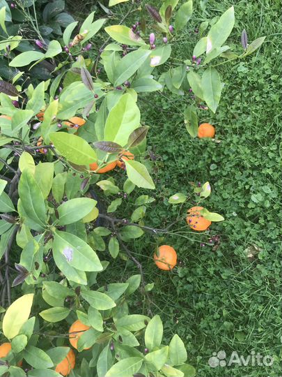 Мандариновое дерево с плодами