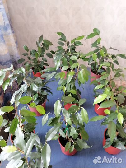 Комнатные растения. Фикус Бенджамина