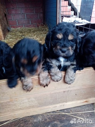 Щенки спаниеля