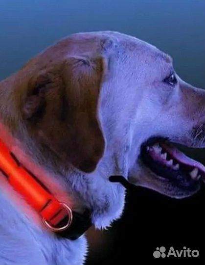 Светящийся ошейник для собак