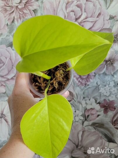 Эпипремнум Неон