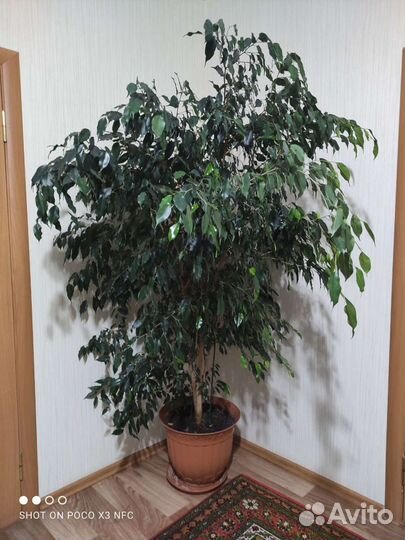 Фикус бенджамина