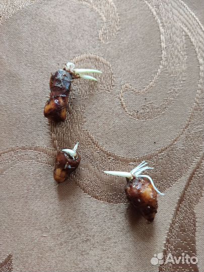 Чуфа - земляной миндаль