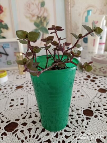 Каллизия черенки