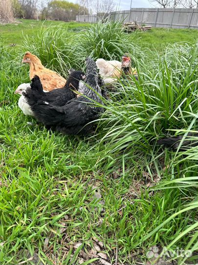 Куры несушки чешский доминант