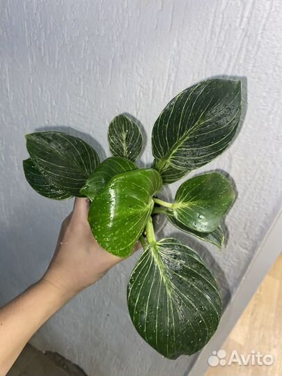 Филодендрон биркин