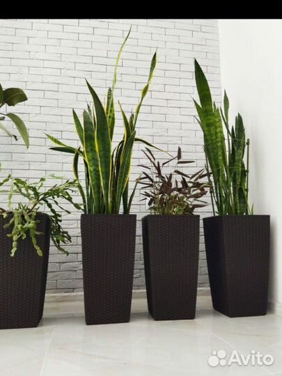 Цветы напольные в кашпо всё вместе за 10 т