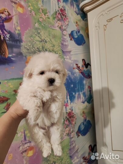 Красавчикт Мальтипу