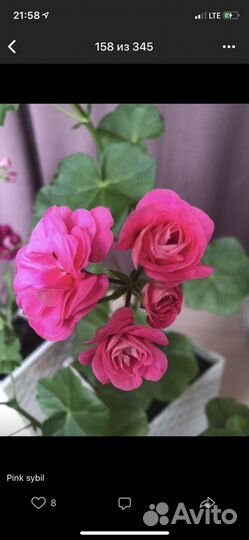 Черенки сортовых плющелистных пеларгоний