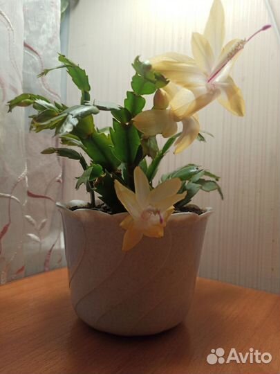 Декабрист шлюмбергера желтый