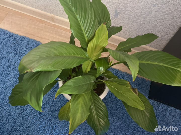 Спатифиллум