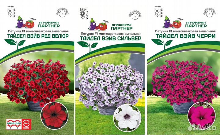 Рассада петуньи ампельной