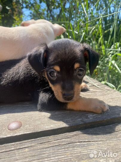 Щенки той терьер