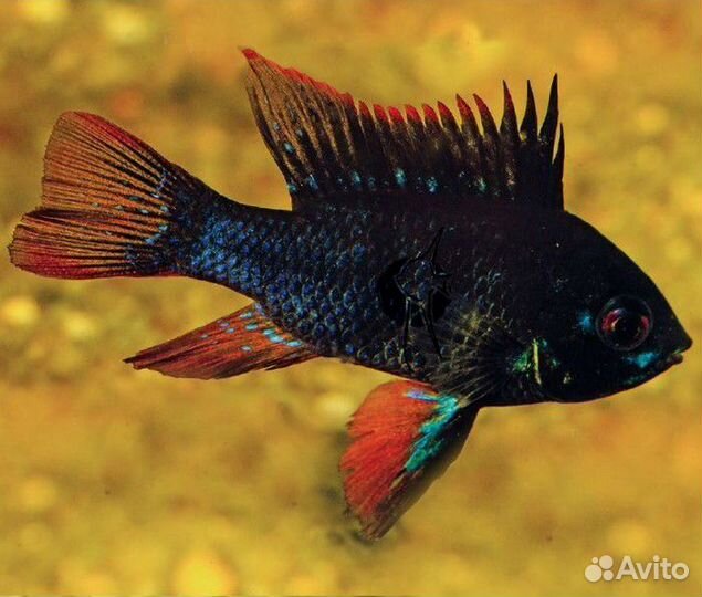 Апистограмма (ассортимент)