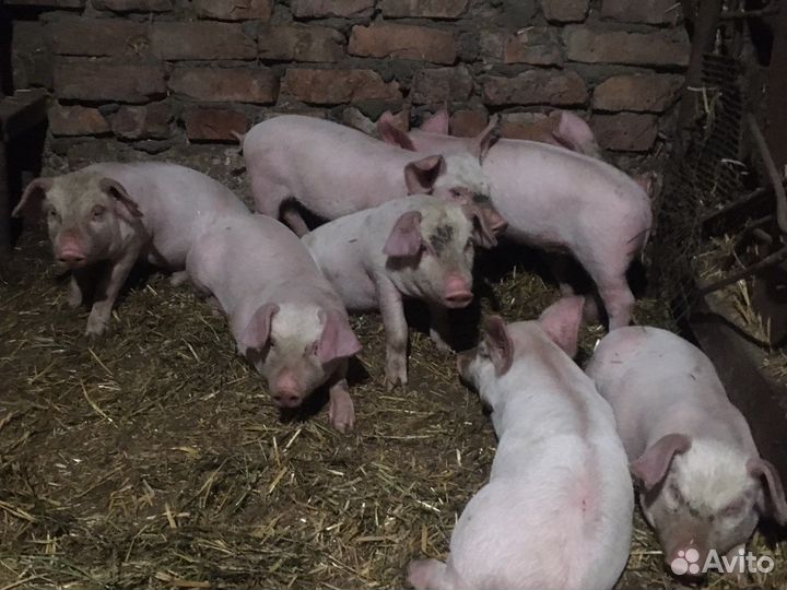 Поросенок ландрас