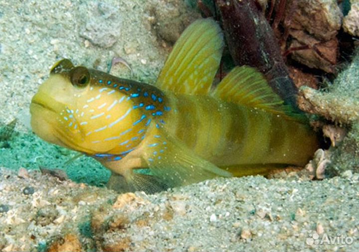 Бычок Криптоцентрус Морской