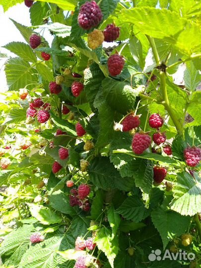 Саженцы малины ремонтантной