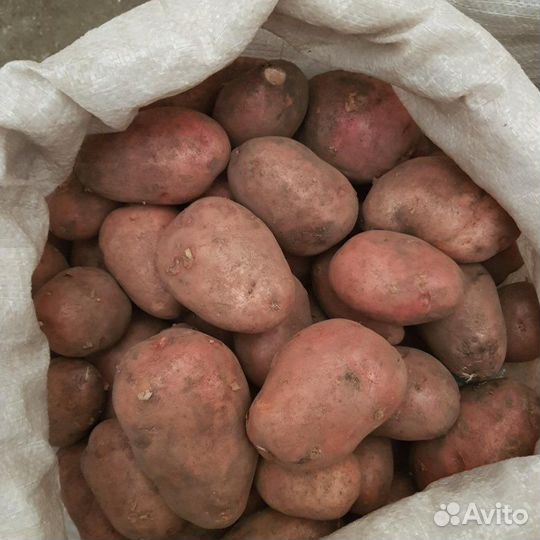 Продукты питания