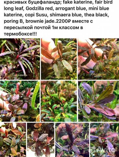 Аквариумные растения Буцефаландры