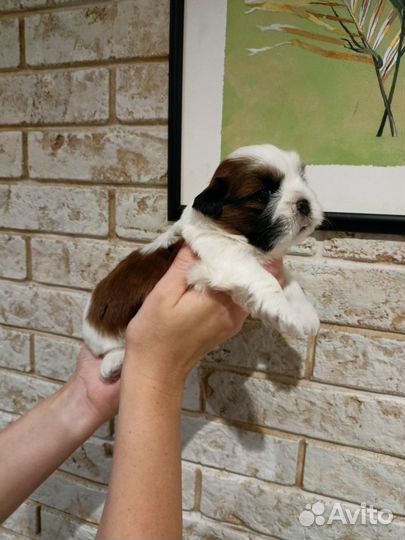 Собаки щенки