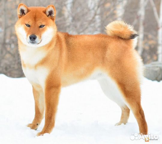 Сиба ину (шиба)