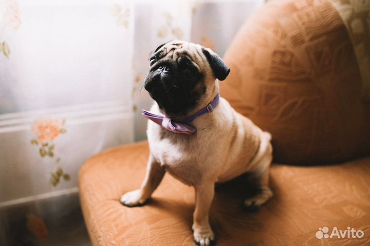 Вязка мопса - кобель