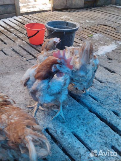 Куры несушки