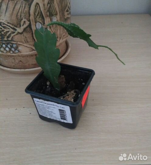 Эпифиллум розовый