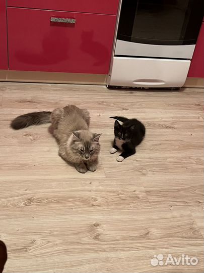 Отдам котенка в хорошие руки