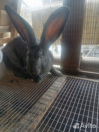 Кролики шиншилла