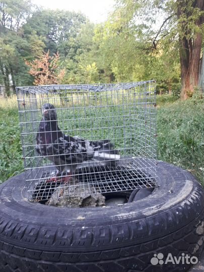 Бакинские бойные голуби