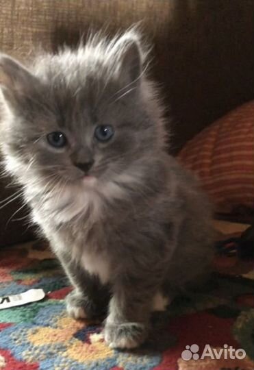 Сибирские котята