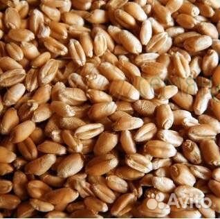 Зерно пшеница