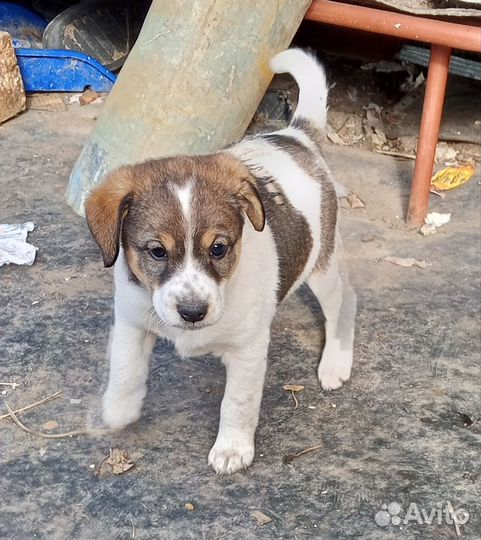 Отдам в добрые руки