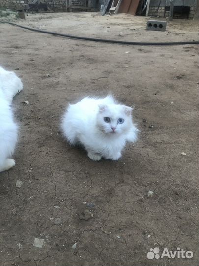 Шотланский котенок
