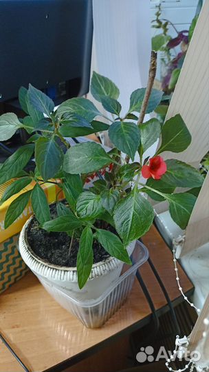 Бальзамин+Сансевиерия+Хоорофит -На Ленте