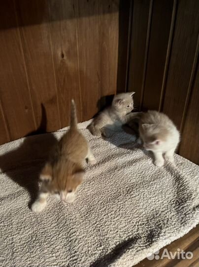 Котята отдам в добрые руки бесплатно
